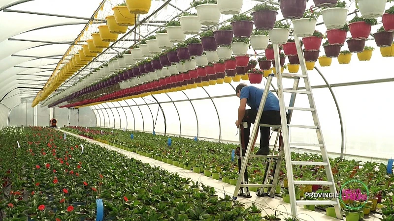 Hallo WOA: Bezoek bij Peerse sierteler perkplantjes