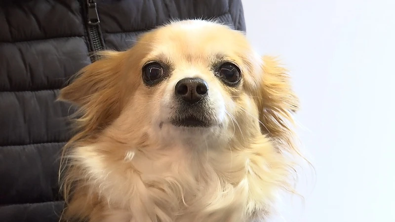 Hond of kat kwijt? Vanaf 1 mei wordt je huisdier terugvinden moeilijker door strengere privacyregels