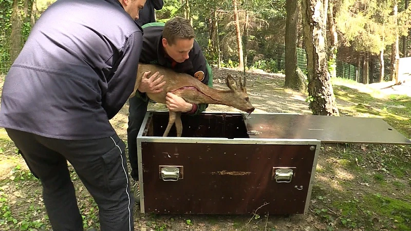 Natuurhulpcentrum rukt tot vijf keer per dag uit voor reeën in nood