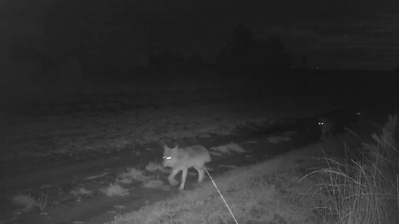 Wolvin Noëlla opnieuw bevallen