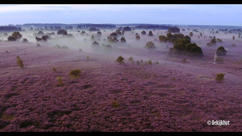 Nationaal Park Hoge Kempen, de enige plek in Vlaanderen waar je nog écht verloren kan lopen.