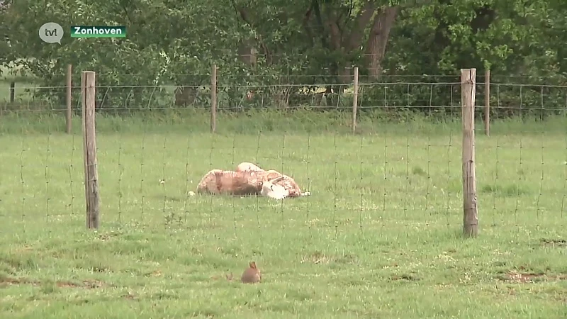 Drie schapen doodgebeten in Zonhoven