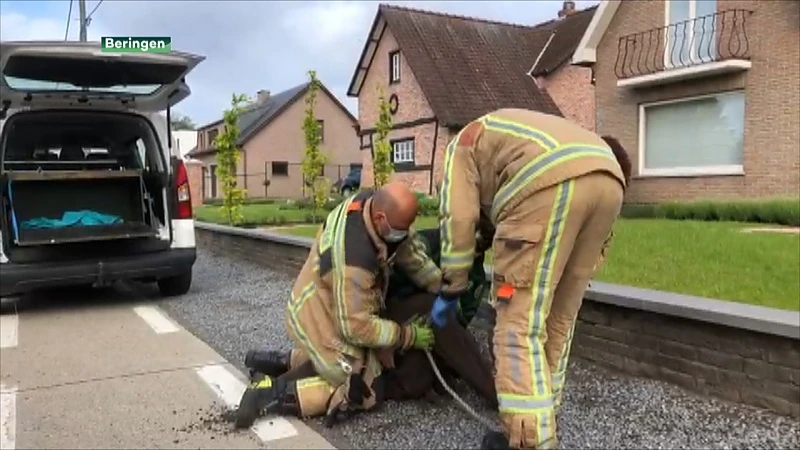 Brandweer en Natuurhulpcentrum redden zes everzwijnen uit kanaal