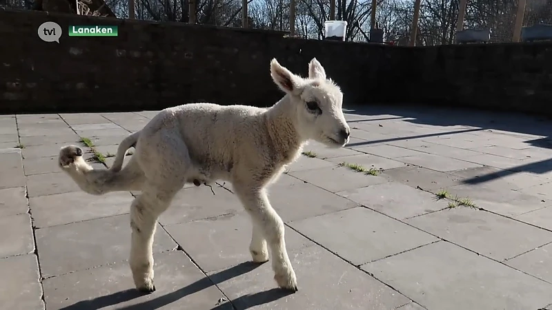 Lanakens dierenasiel in geldnood na dure operatie lammetje