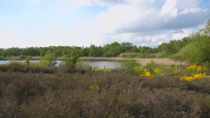 Minister Diependaele investeert in Natuurreservaat De Maten in Genk