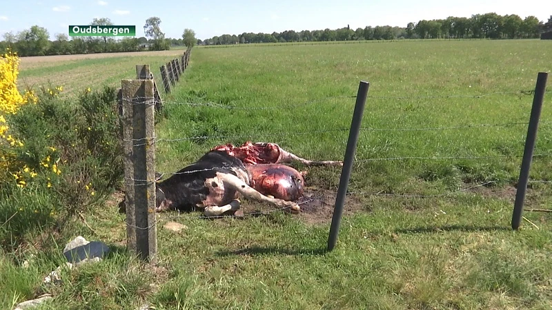 Wolf bijt koe dood in Oudsbergen