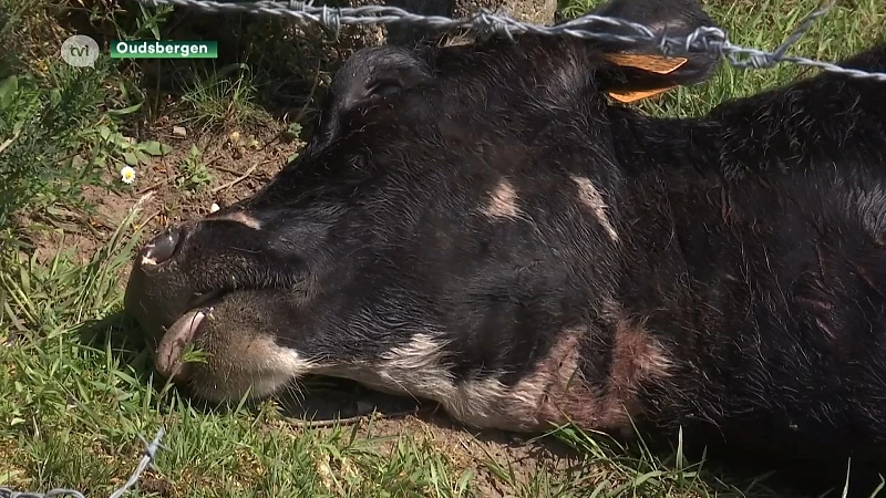 Wolf bijt koe dood in Oudsbergen