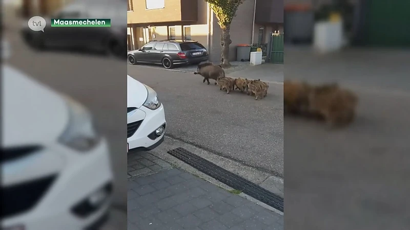 Everzwijnen teisteren Eisden Tuinwijk in Maasmechelen