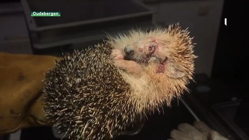 Natuurhulpcentrum overstelpt met zieke egels