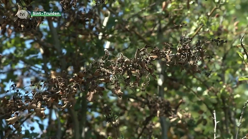 Provinciale aanpak om bacterievuur bij peren- en appelbomen te bestrijden