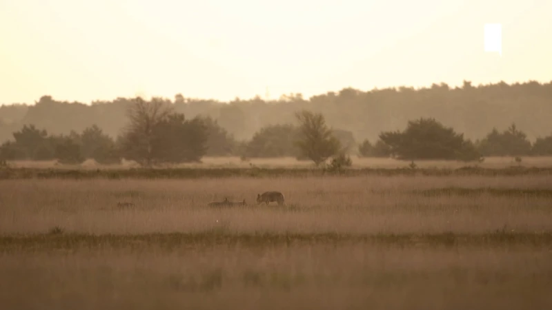 Er zijn nu al minstens acht wolven in Limburg