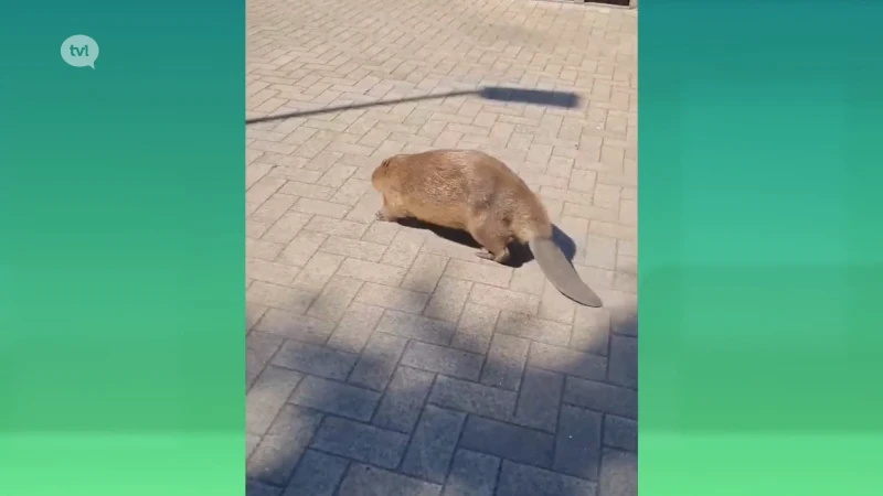 Bever wandelt door tankstation in Genk