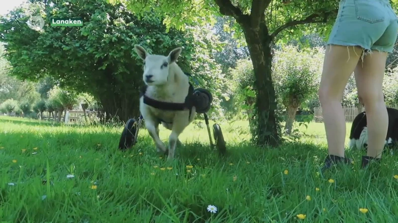 Schaap Bowie krijgt rolstoel na reportage op TVL
