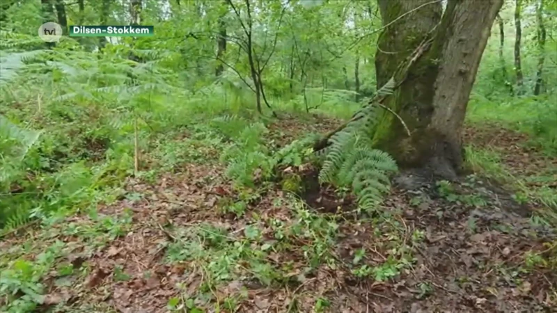 Lichaam Jürgen Conings gevonden aan boom naast mountainbikepad