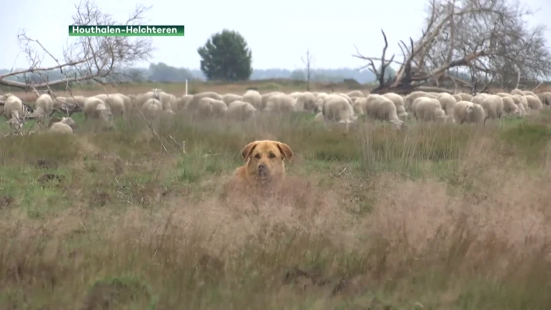 Wolf bijt op klaarlichte dag schapen dood onder oog van herder