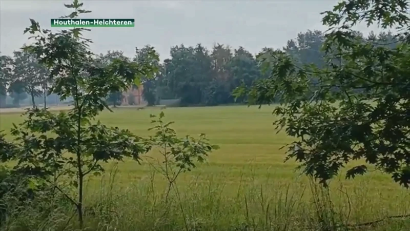 Korte nachten doen wolvenmeldingen pieken bij Welkom Wolf