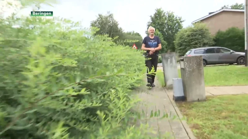 Aangeplante hagen in Beringen zorgen voor onveilige verkeerssituaties