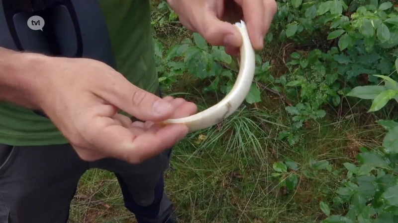Wild van Limburg (deel 1): everzwijnen
