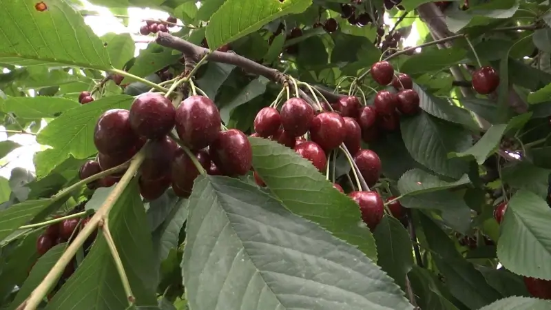 Politie patrouilleert bij fruitplantages om diefstallen te voorkomen