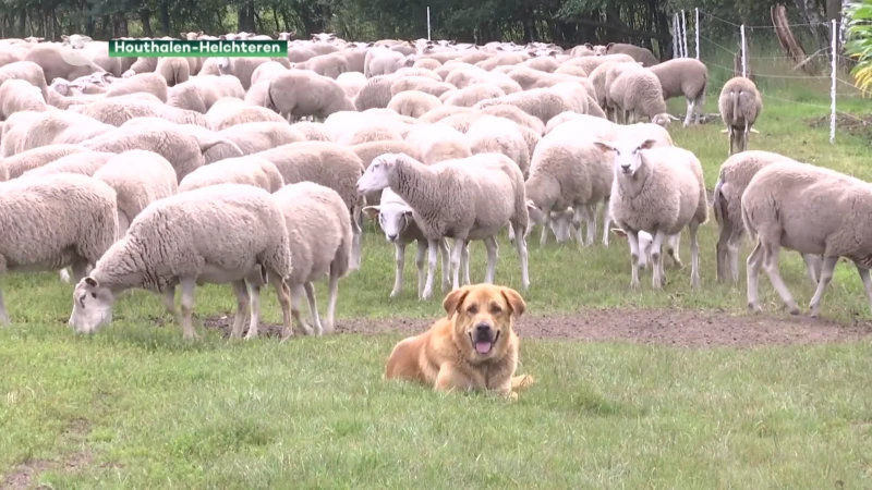 Wolven doden opnieuw schapen in Helchteren