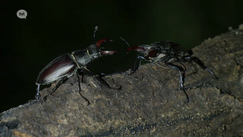 Wild van Limburg (deel 3): vliegend hert