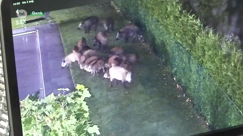 Bewakingscamera filmt 20 evers in Genkse tuin