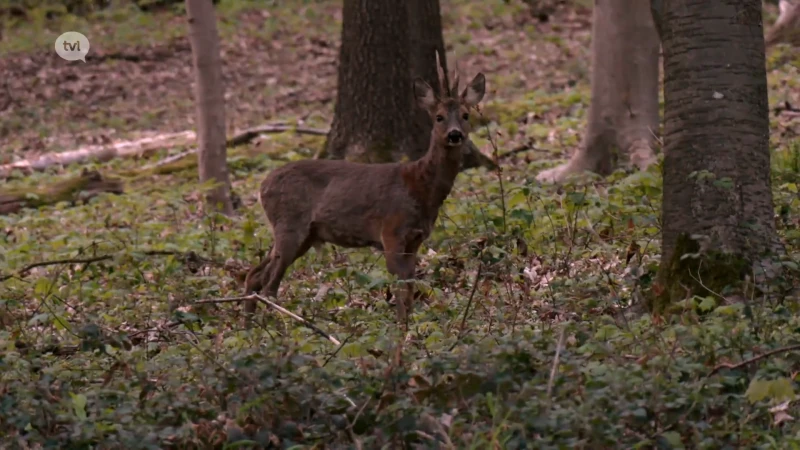 Wild van Limburg (deel 5): Ree