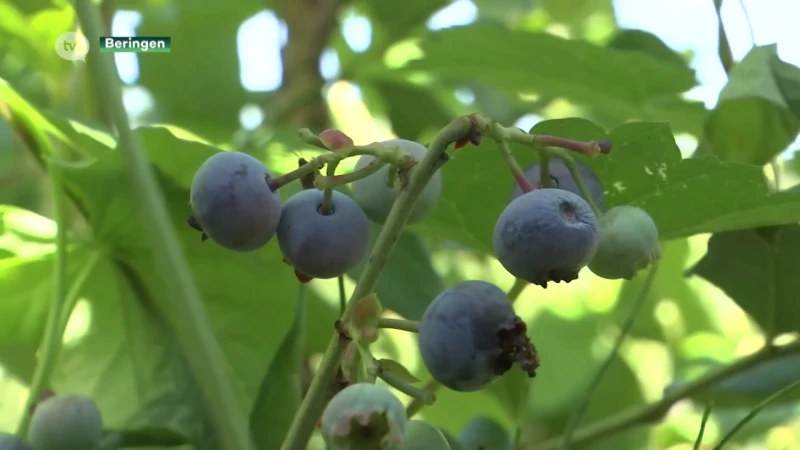 Beringse blauwe bessen mogen na crisis weer geplukt
