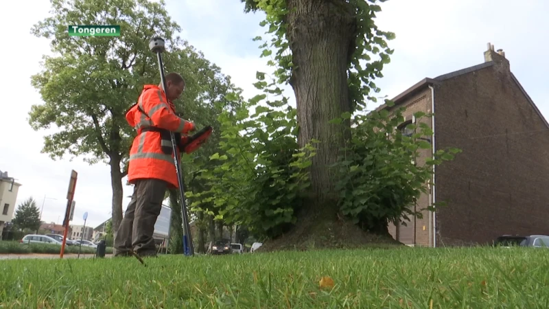 Tongeren onderzoekt alle bomen op zijn grondgebied