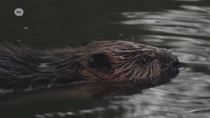 Wild van Limburg (deel 6): Bever