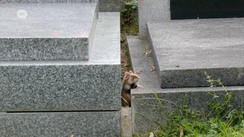 Wild van Limburg (deel 8): Hamster