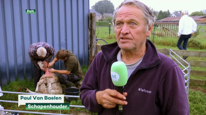 Wolf slaat voor tweede keer toe bij schapenboer in Pelt