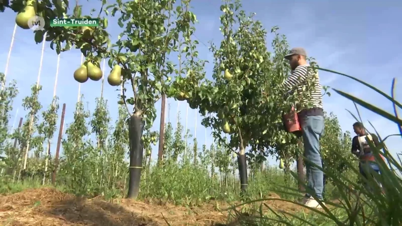 Perenpluk gaat van start