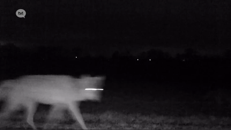 Wild van Limburg: Limburgse wolf is geen probleemwolf