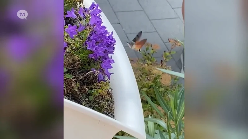 Tongerse legt spectaculaire kolibrievlinder vast op camera