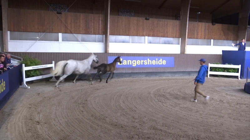 Recordopbrengst voor veiling Zangersheide