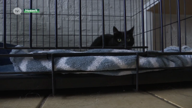 Poes beschoten in Hasseltse Banneuxwijk