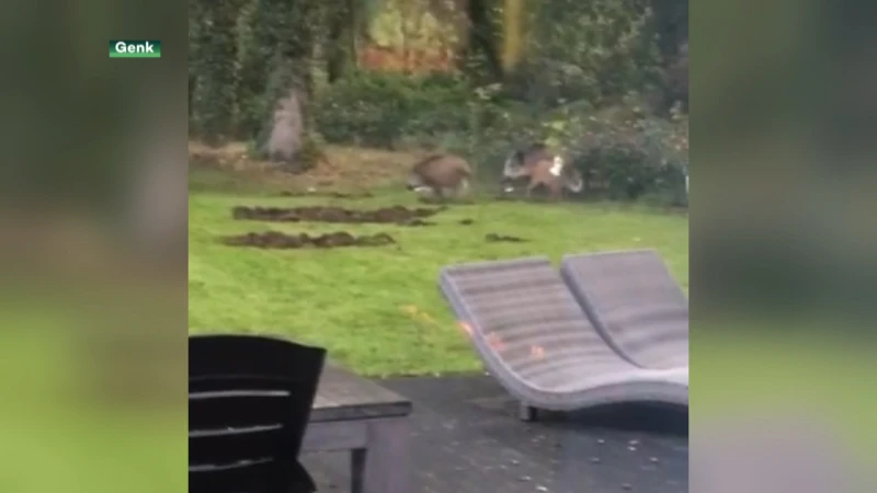 Everzwijnen vernielen pas aangelegde tuin van jeugdschrijfster in Genk