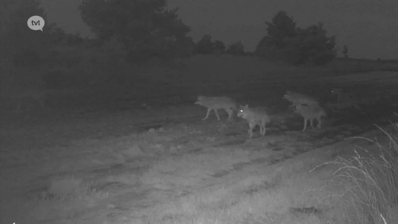 Exclusieve beelden: Limburgse wolvenroedel bestaat uit 10 wolven
