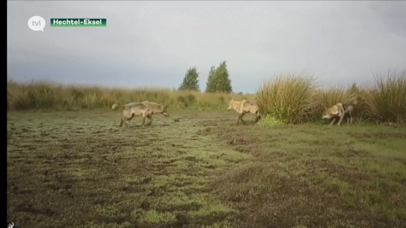 Internationale experts overleggen over de wolf
