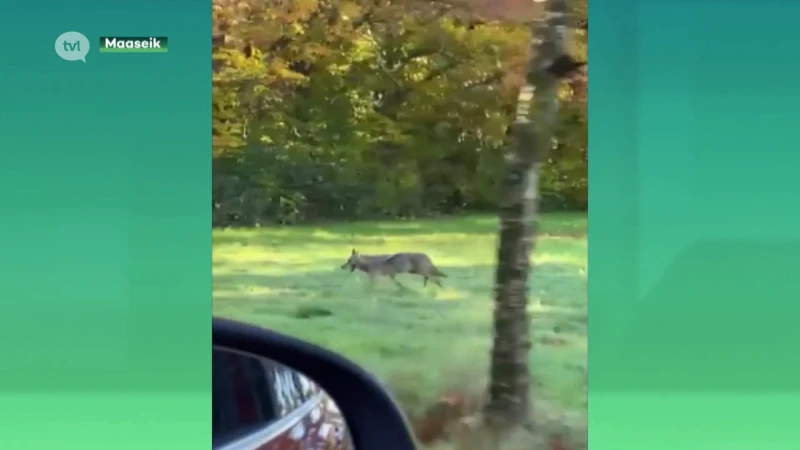 Grootmoeder filmt wolf in Opoeteren