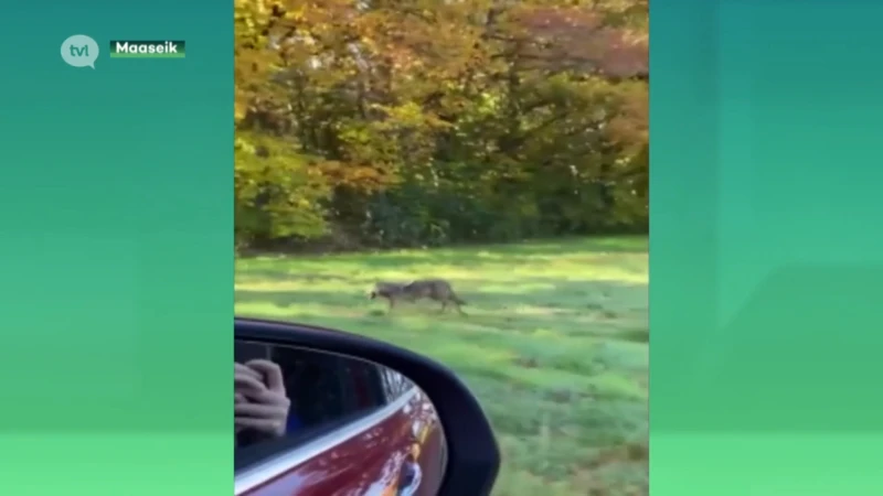 Voorbijgangers maken unieke beelden van wolf in Opoeteren
