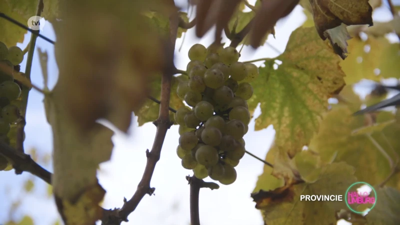 Hallo WOA: Druivenpluk op domein Marsnil