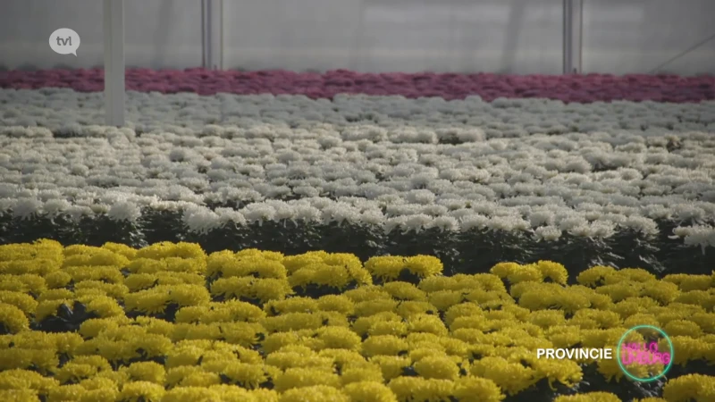 Hallo WOA: Chrysanten