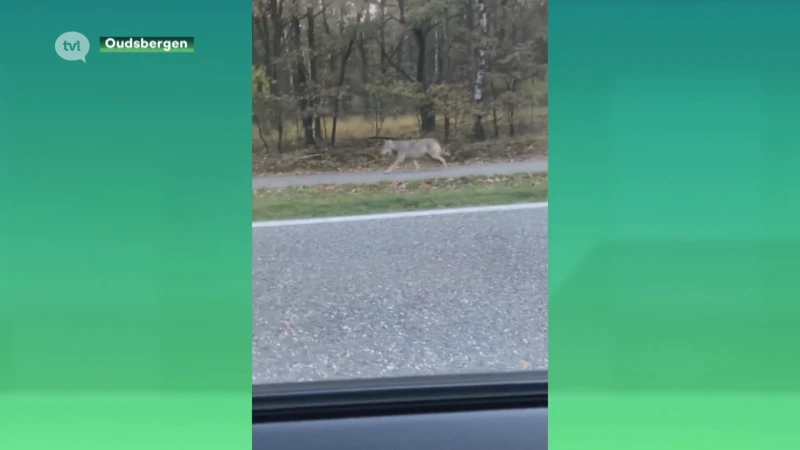 Wolf opnieuw gefilmd op klaarlichte dag