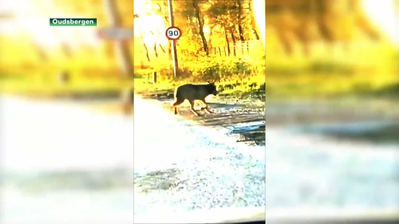 Wolf laat zich filmen op klaarlichte dag in Meeuwen
