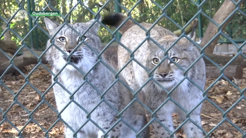 Natuurhulpcentrum vangt record aantal dieren op