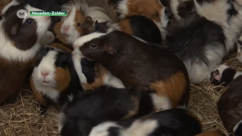 300 cavia's zoeken opvanggezin