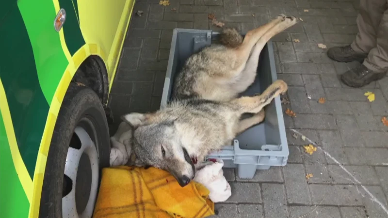 Jonge wolvin doodgereden in Peer