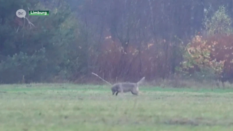 Wolvenkenner Frederik Thoelen maakt spectaculaire beelden van Limburgse wolf